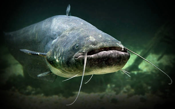 CATFISHING