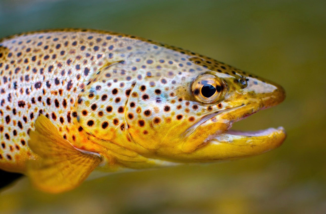 TROTA FIUME