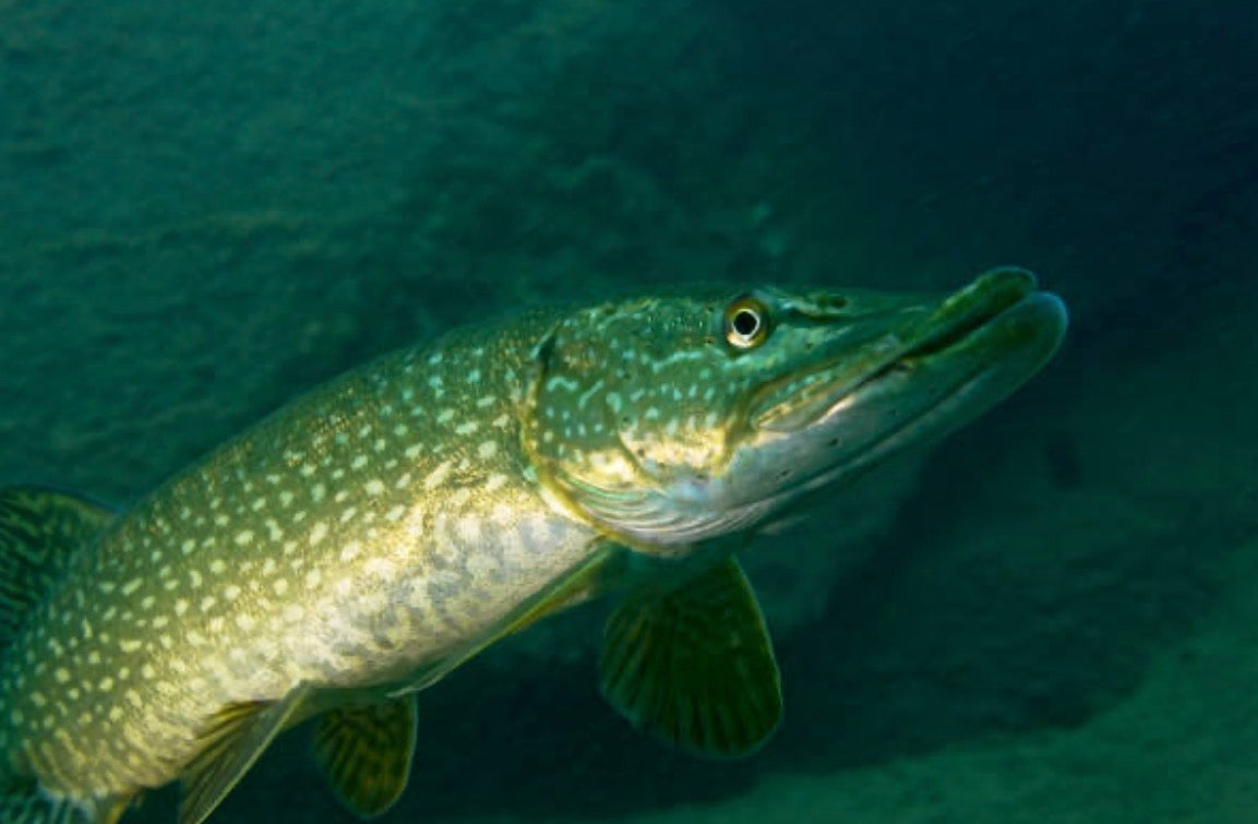 PIKE