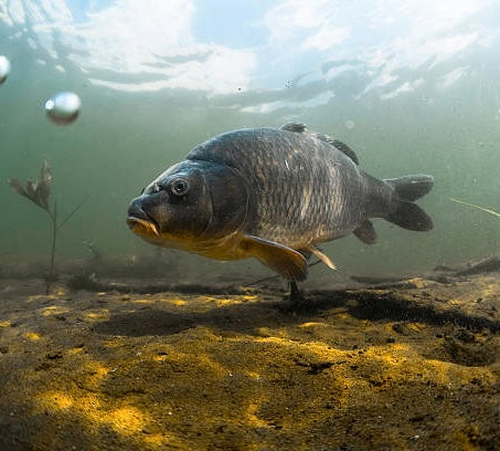 CARPFISHING