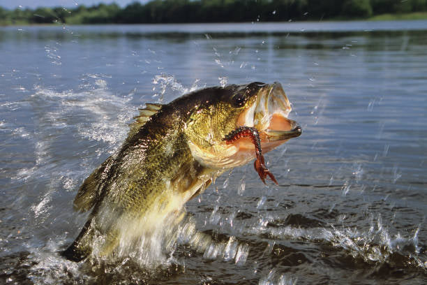 BASS